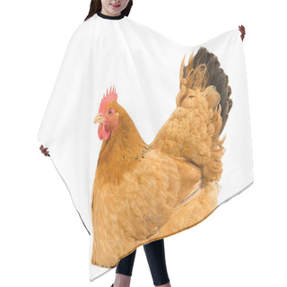 Personality  A Portrait Of A New Hampshire Red Hen Chicken Sitting Down Breeding Full Body Isolated On A White Background Hair Cutting Cape