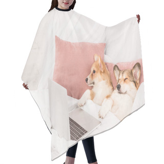 Personality  Cute Pembroke Welsh Corgi Dogs Lying In Bed With Laptop At Home Hair Cutting Cape