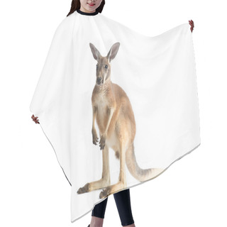 Personality  Red Kangaroo On White Hair Cutting Cape