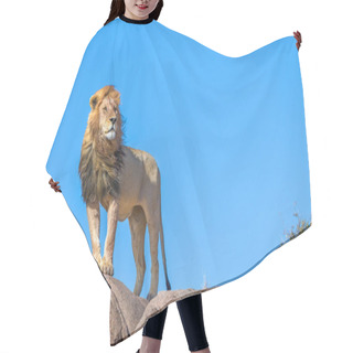 Personality  Wild Lions In Africa Hair Cutting Cape