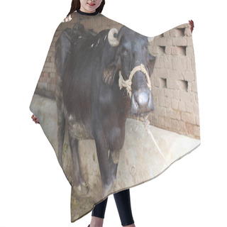 Personality  Close View Of Head Of Indian Water Buffalo Hair Cutting Cape
