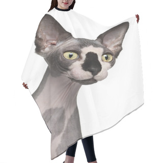 Personality  Close-up Of Sphynx Cat, 8 Months Old, In Front Of White Background Hair Cutting Cape