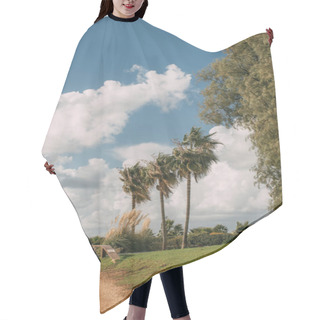 Personality  Sunlight On Green Palm Trees Near Grass Against Blue Sky With Clouds  Hair Cutting Cape