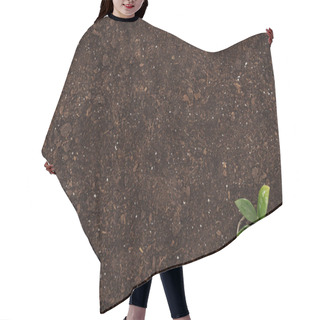 Personality  Top View Of Pot With Small Plant With Green Leaves, Protecting Nature Concept  Hair Cutting Cape