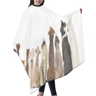 Personality  Rear View Of A Group Of Pets, Dogs, Cats, Rabbit, Sitting, Isola Hair Cutting Cape