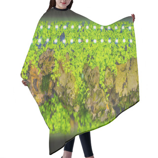 Personality  Close Up Image Of Freshwater Aquarium Tank With A Variety Of Aquatic Plants Inside. Hair Cutting Cape