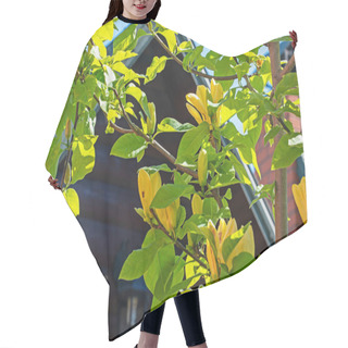 Personality  Blooming Yellow Magnolia Against The Background Of Houses Hair Cutting Cape