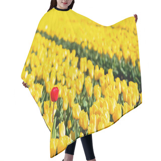 Personality  Yellow Tulips And One Red Standing Out Of The Crowd. Hair Cutting Cape