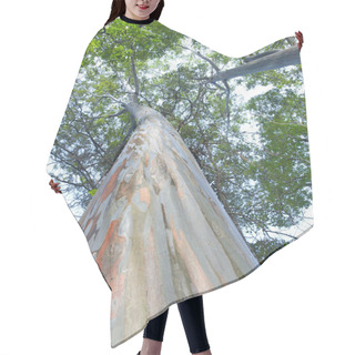 Personality  Very Large Eucalyptus Hair Cutting Cape