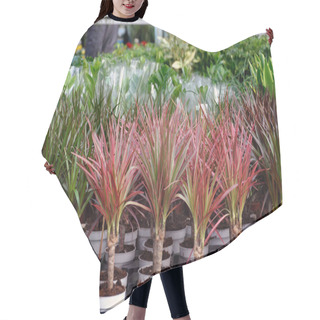 Personality  Dracaena Seedlings On Store Hair Cutting Cape