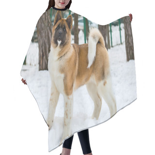 Personality  Akita Inu In Snow. Hair Cutting Cape