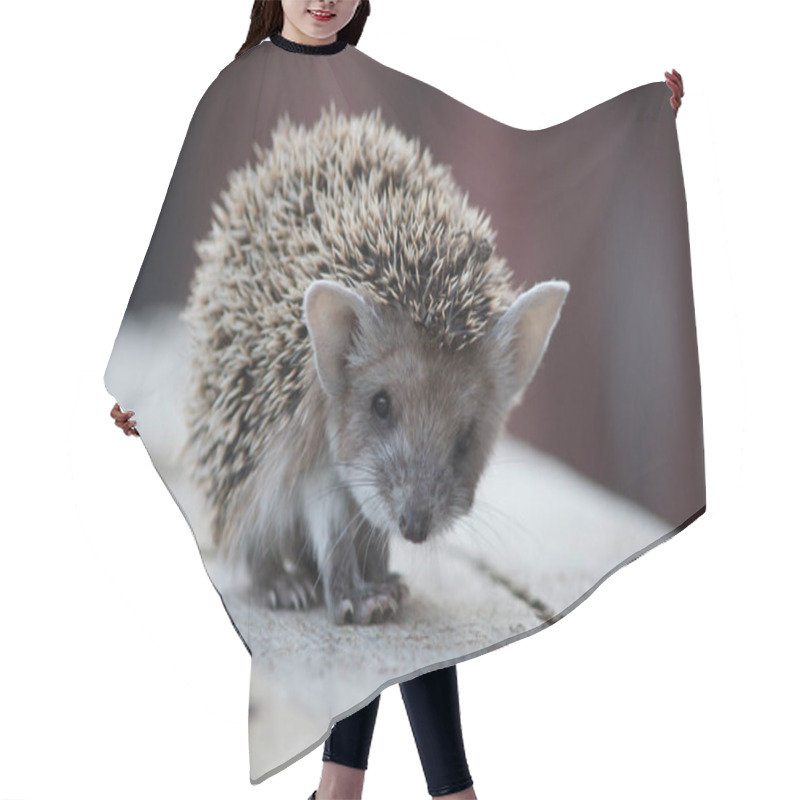 Personality  hedgehog close-up looking directly into the frame hair cutting cape
