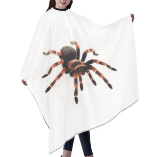 Personality  Black And Red Hairy Spider Isolated On White Hair Cutting Cape