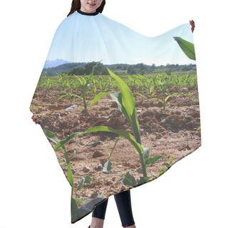 Personality  The Corn Grown Hair Cutting Cape