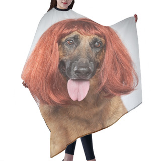 Personality  German Shepherd. Funny Portrait In A Wig Hair Cutting Cape