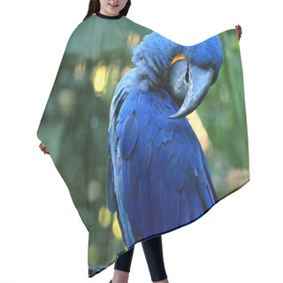 Personality  Adorable Pose Of Vivid Blue Hyacinth Macaw With Blurry Green Forest In Background Hair Cutting Cape