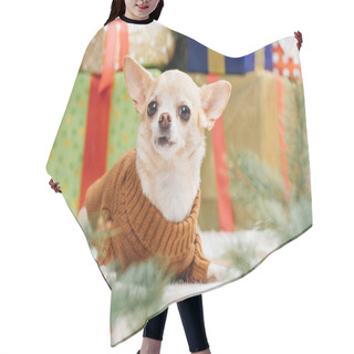 Personality  Little Chihuahua Dog In Brown Sweater With Christmas Gifts Behind At Home Hair Cutting Cape