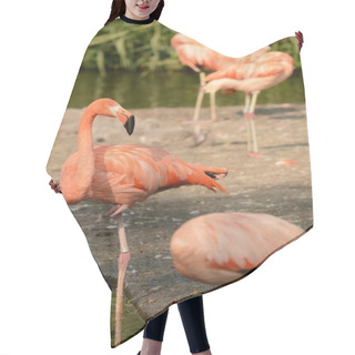 Personality  Birds. Hair Cutting Cape