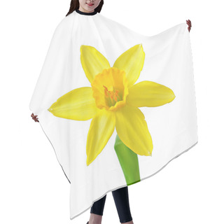 Personality  Spring Flowers Narcissus Isolated On White Background. Hair Cutting Cape