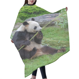 Personality  Young Giant Panda Eating Bamboo In The Grass, Portrait Hair Cutting Cape