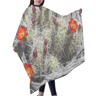 Personality  Flowering Cactus Woodgrain Background Hair Cutting Cape