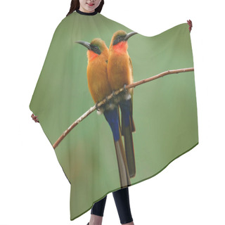 Personality  Red-throated Bee-eater Hair Cutting Cape