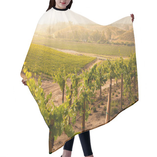 Personality  Beautiful Lush Grape Vineyard In The Morning Sun And Mist Hair Cutting Cape