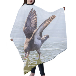 Personality  Single Flying Rock Pigeon With Wings Wide Open Hair Cutting Cape