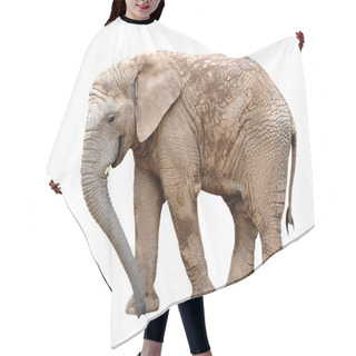 Personality  African Elephant Hair Cutting Cape
