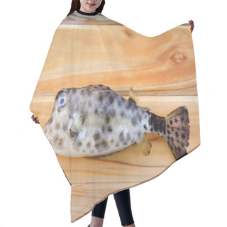 Personality  Fresh Puffer Fish For Cooking  Hair Cutting Cape
