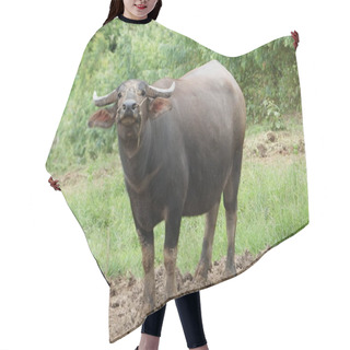 Personality  Scenic Shot Of Asian Cow Grazing On Nature Hair Cutting Cape