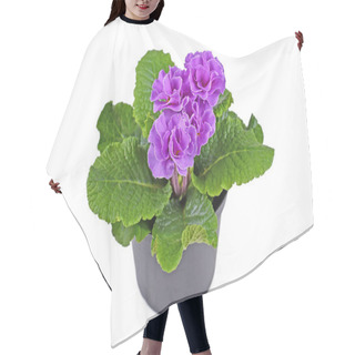 Personality  Violet Double Primrose In Flower Pot On White Background Hair Cutting Cape