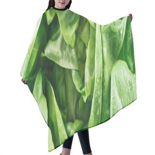 Personality  Panoramic Shot Of Green Wet Fresh Organic Lettuce Leaves With Drops Hair Cutting Cape