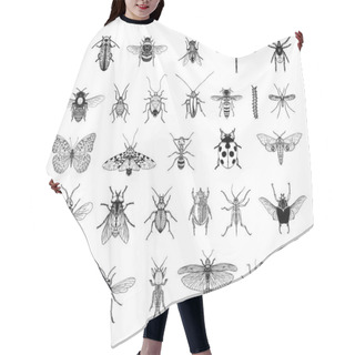 Personality  Collection Of Monochrome Illustrations Of Insects In Sketch Style. Hand Drawings In Art Ink Style. Black And White Graphics. Hair Cutting Cape