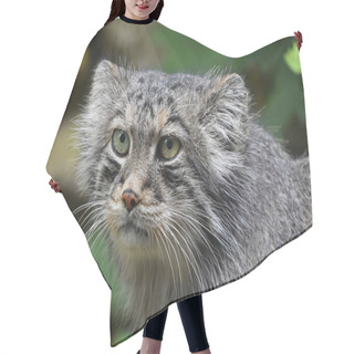 Personality  Close Up Portrait Of Manul Pallas Cat Hair Cutting Cape