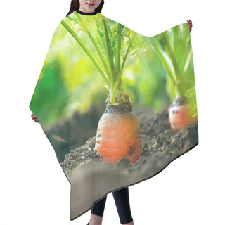 Personality  Organic Carrots. Carrot Growing Closeup Hair Cutting Cape