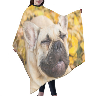 Personality  Closeup Portrait Of A French Bulldog Of Fawn Color Against The Background Of Autumn Leaves And Grass Hair Cutting Cape
