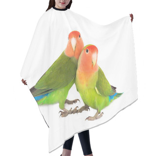 Personality  Lovebird  On A White Hair Cutting Cape