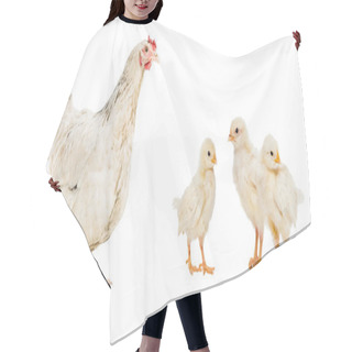 Personality  Three Chickens And Hen Isolated On White Hair Cutting Cape