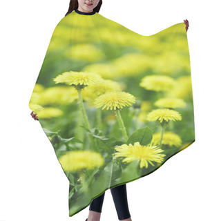 Personality  Close-up Shot Of Yellow Dandelion Flowers On Meadow Hair Cutting Cape