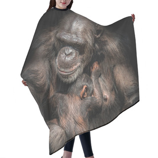 Personality  Portrait Of Mother Chimpanzee With Her Funny Small Baby At Black Background, Extreme Closeup Hair Cutting Cape