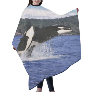 Personality  Killer Whale, Orcinus Orca, Mother And Calf Leaping, Canada  Hair Cutting Cape