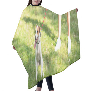 Personality  Panoramic Crop Of Young Woman Keeping Jack Russell Terrier Dog On Leash Hair Cutting Cape