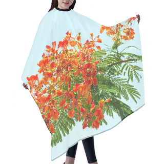 Personality  Royal Poinciana, Flower. Hair Cutting Cape