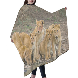 Personality  Lioness Drinking Water Hair Cutting Cape