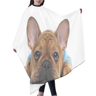 Personality  French Bulldog Puppy On Background Hair Cutting Cape