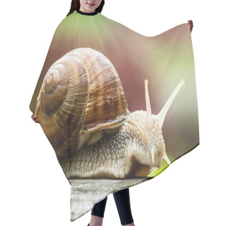 Personality  Burgundy Snail (Roman Snail) Lifting Head And Looking Curiously. Hair Cutting Cape