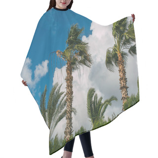 Personality  Palm Trees Against Blue Sky With Clouds  Hair Cutting Cape