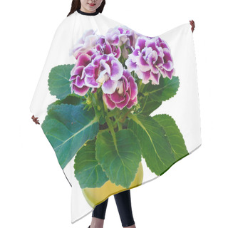 Personality  Gloxinia Plant With Violet-white Flowers  Isolated On White Hair Cutting Cape