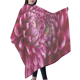 Personality  Close-up View Of Beautiful Blooming Dahlia Hair Cutting Cape